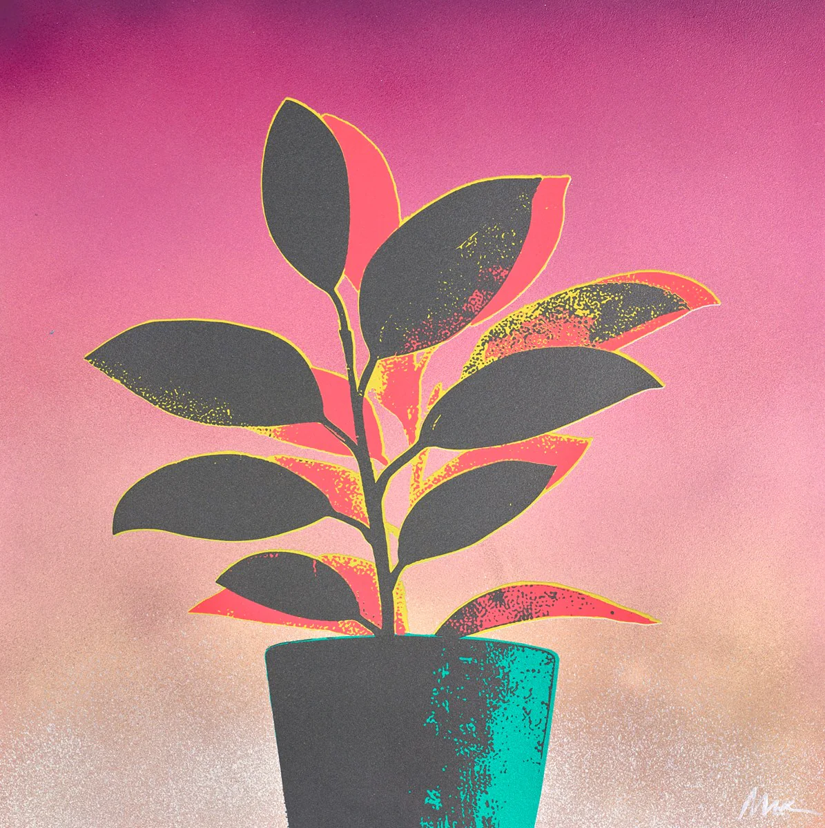 Ficus Fabulosa - Pink/Green